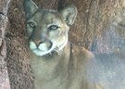 Desert Museum Mtn Lion -2